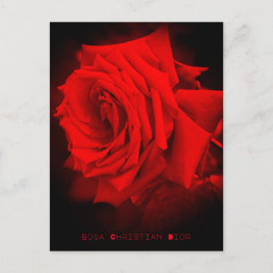 rote Rose: Postkarte