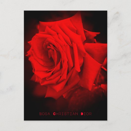 rote Rose: Postkarte (Vorderseite)