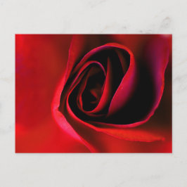 Rote Rose Postkarte drucken