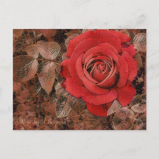 rote Rose [Postkarte] Postkarte (Vorderseite)