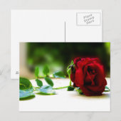 Rote Rose Postkarten (Vorne/Hinten)