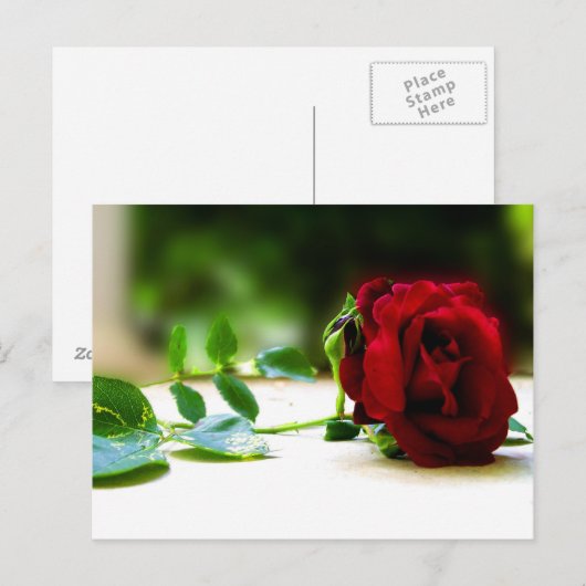 Rote Rose Postkarten (Vorne/Hinten)