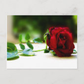Rote Rose Postkarten (Vorderseite)