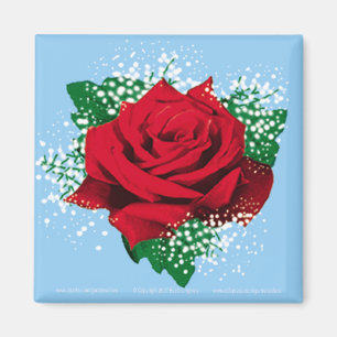 ROTE ROSE Quadrat-Magnet Magnet