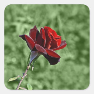 Rote Rose Quadratischer Aufkleber