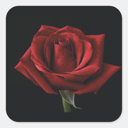 Rote Rose Quadratischer Aufkleber (Vorderseite)
