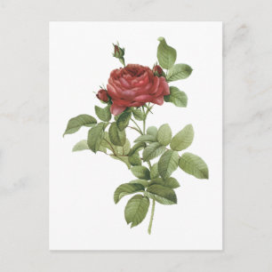 Rote Rose (Rosa gallica pontiana) durch Redouté Postkarte