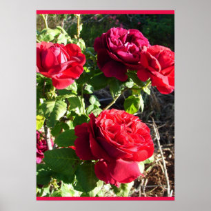 Rote Rose Rosen Blume Floral Garten Eugene Fürst Poster