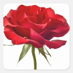 Rote Rose - Rosen fertigten Schablone besonders an Quadratischer Aufkleber