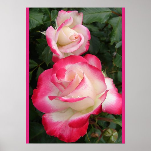 Rote Rose Rosen Floral Blumen Garten Poster (Vorne)