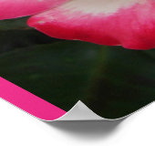 Rote Rose Rosen Floral Blumen Garten Poster (Ecke)