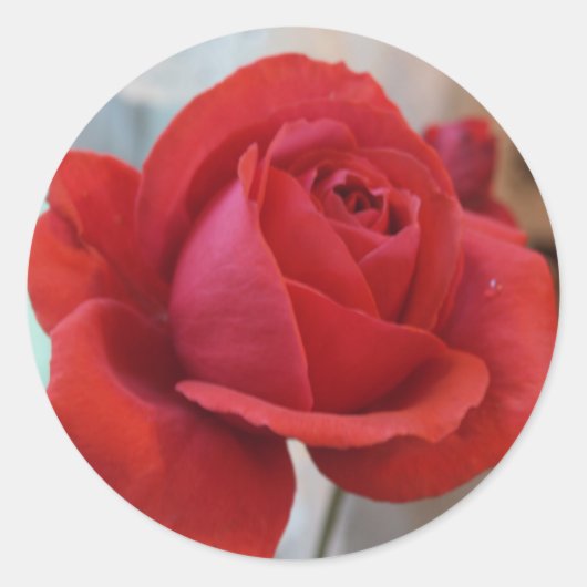 Rote Rose Runder Aufkleber (Vorderseite)