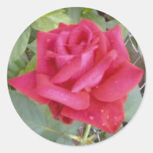 Rote Rose Runder Aufkleber