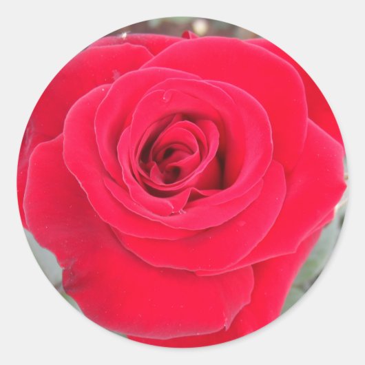 Rote Rose Runder Aufkleber (Vorderseite)
