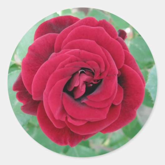 rote Rose Runder Aufkleber (Vorderseite)