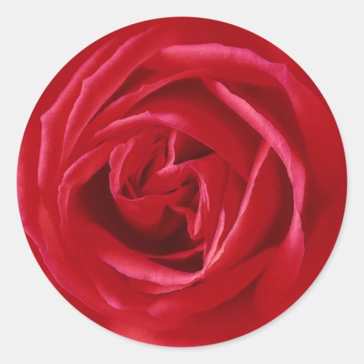 Rote Rose Runder Aufkleber (Vorderseite)
