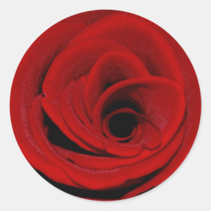 Rote Rose Runder Aufkleber