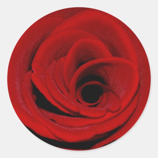 Rote Rose Runder Aufkleber (Vorderseite)