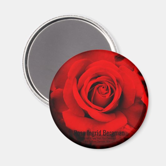Rote Rose: Rundmagnet Magnet (Vorderseite/Rückseite)