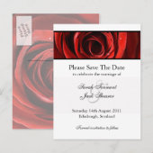 Rote Rose Save the Date Postkarte (Vorne/Hinten)