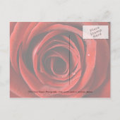 Rote Rose Save the Date Postkarte (Rückseite)