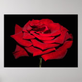 Rote Rose - Schwarz Poster (Vorne)