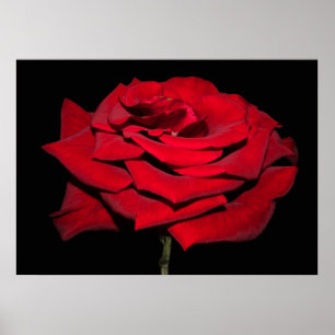 Rote Rose - Schwarz Poster