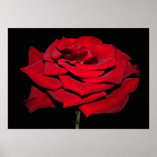 Rote Rose - Schwarz Poster (Vorne)