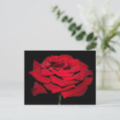 Rote Rose - Schwarz Postkarte (Stehend Vorderseite)