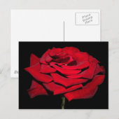 Rote Rose - Schwarz Postkarte (Vorne/Hinten)