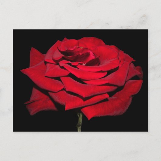 Rote Rose - Schwarz Postkarte (Vorderseite)