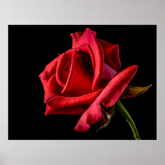 Rote Rose schwarzer Hintergrund Poster (Vorne)