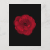 rote Rose. Schwarzer Hintergrund. Postkarte (Vorderseite)