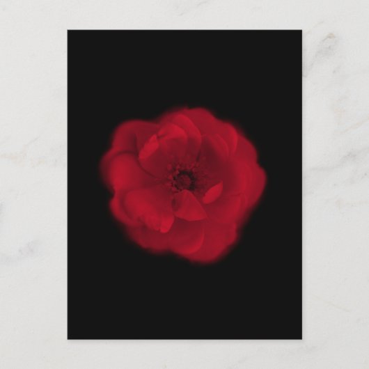 rote Rose. Schwarzer Hintergrund. Postkarte (Vorderseite)
