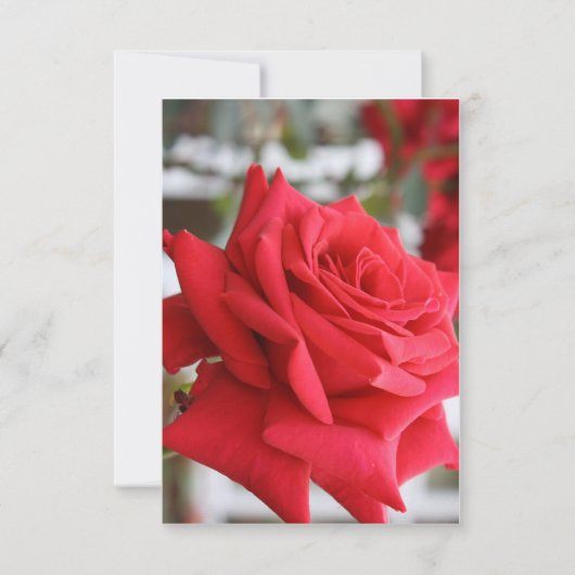 Rote Rose Scottish Birthday Card Gedicht (Vorderseite)