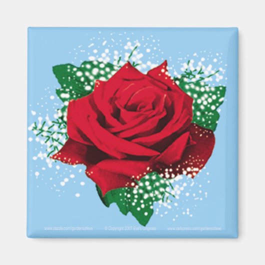 ROTE ROSE Sq Magnet (Vorne)