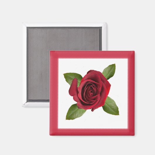 Rote Rose Square Magnet (Vorderseite/Rückseite)