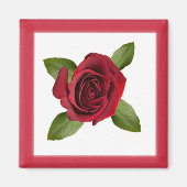 Rote Rose Square Magnet (Vorne)