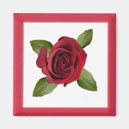 Rote Rose Square Magnet