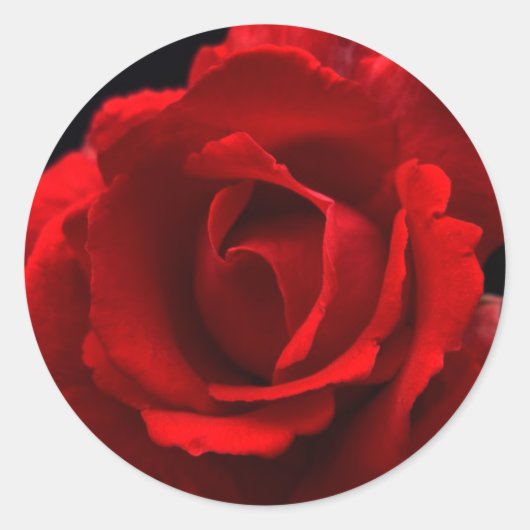 Rote Rose stkcnm Runder Aufkleber (Vorderseite)