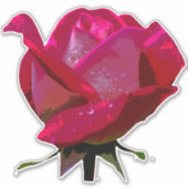 Rote Rose Thunder_Cove Aufkleber (Vorderseite)