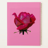 rote Rose Thunder_Cove Planer (Rückseite)