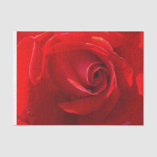 Rote Rose Tissue Paper Seidenpapier (Vorderseite)