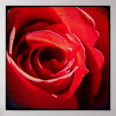 ROTE ROSE TTV POSTER (Vorne)