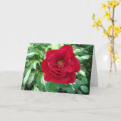 Rote Rose u. Varigated Hostas Karte (Gelbe Blume)