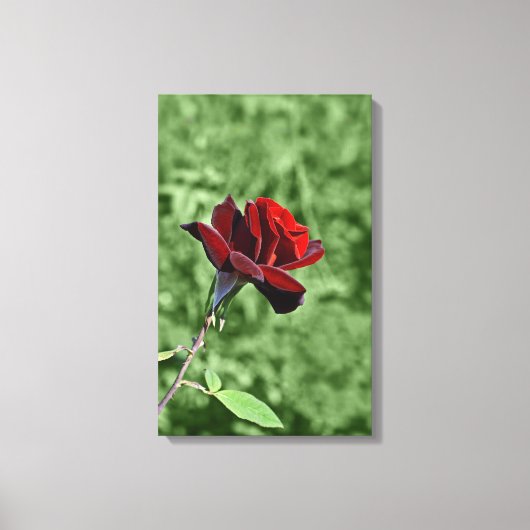 Rote Rose überzogene Leinwand (Vorderseite)