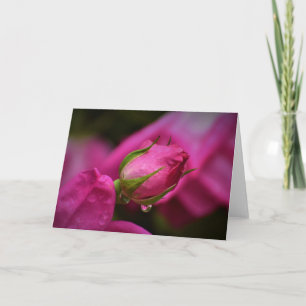 rote Rose und Seile, Karte