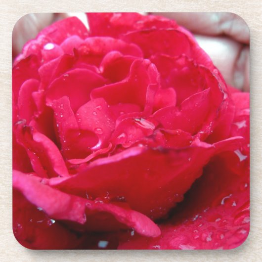 Rote Rose Untersetzer (Vorderseite)