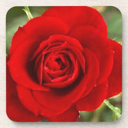 Rote Rose Untersetzer Set (Vorderseite)