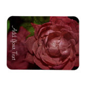 Rote Rose von Shirley Taylor Magnet (Horizontal)